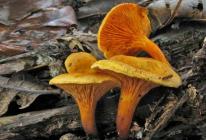 Описание гриба говорушка Говорушка гриб съедобный или нет