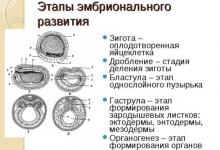 Embryonic development of mammals and humans The development of the human embryo is carried out by