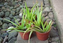 How to feed aloe at home: types of fertilizers, care, recommendations Fertilizer for aloe at home