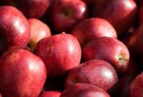 Kodujuustu, keefiri ja õunte dieedi põhiolemus