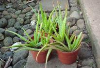 Wie man Aloe zu Hause füttert: Arten von Düngemitteln, Pflege, Empfehlungen Dünger für Aloe zu Hause