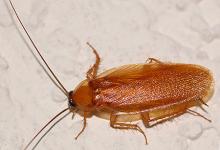 Dlaczego karaluchy marzą: podstawowe interpretacje snu z owadami