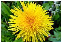 How to treat cancer with dandelion roots