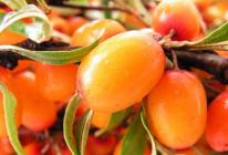 Treatment of cancer with herbs: sea buckthorn, rose hips, mistletoe. Beneficial properties of sea buckthorn for cancer.