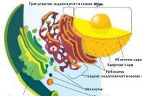 Eukarüootsed rakud Esimesed eukarüootsed rakud